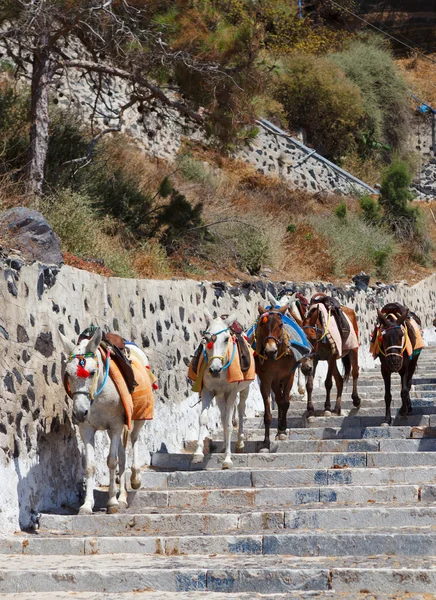 Santorini burros — Fotografia de Stock