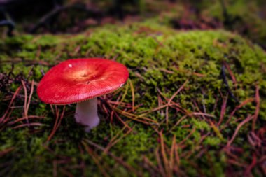 Kırmızı mantar