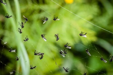 Sinekli spiderweb在蜘蛛网的苍蝇