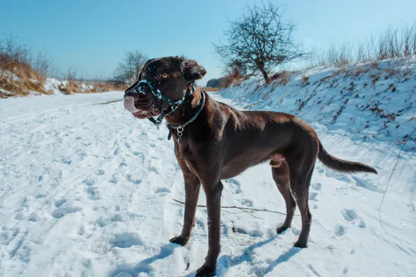 Kış köpek — Stok fotoğraf