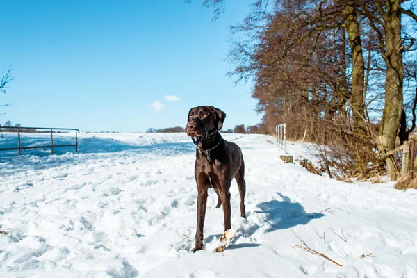 Perro de invierno — Foto de Stock