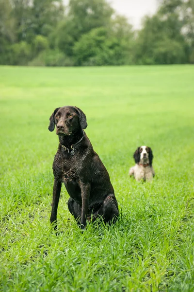 Dois cães — Fotografia de Stock