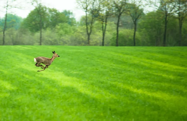 Running deer — Stock Photo, Image