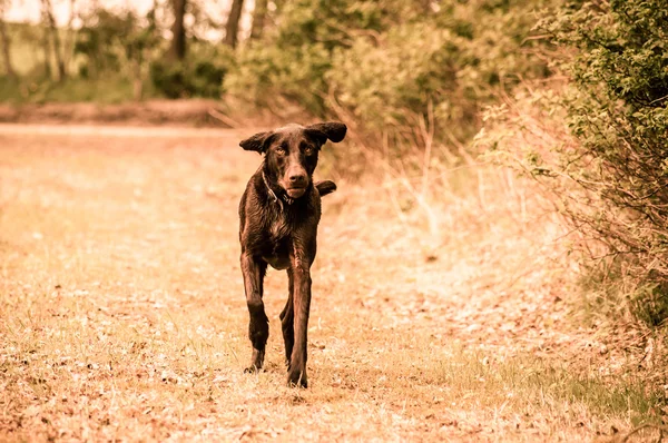 Running dog — Stock Photo, Image