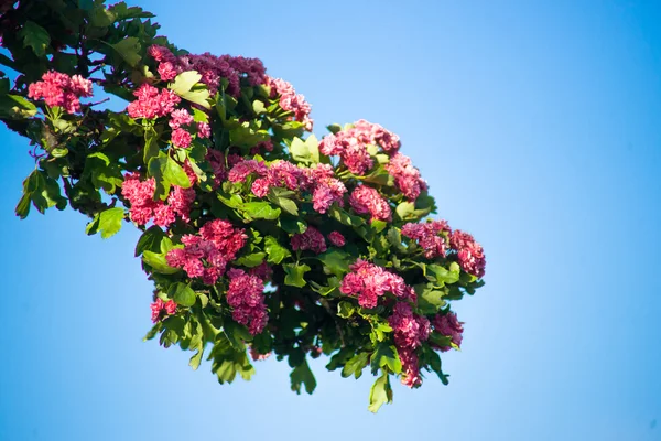 Pembe çiçekli dal — Stok fotoğraf