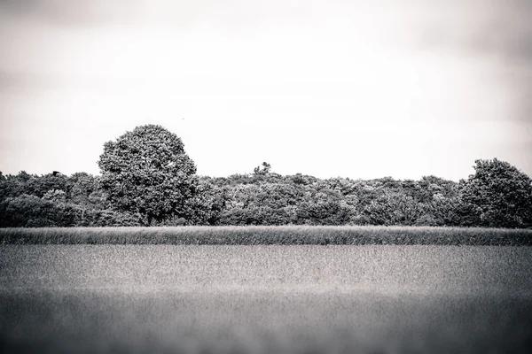 Platteland landschap — Stockfoto