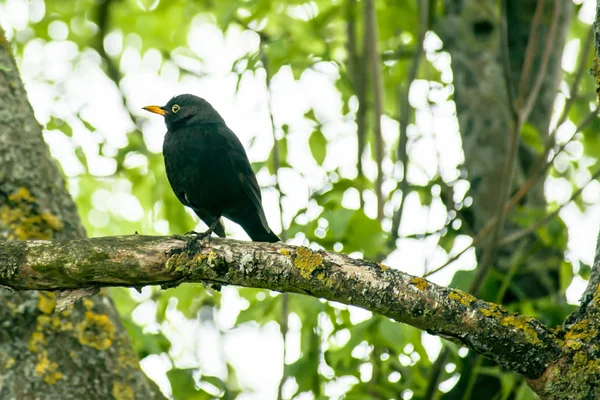 Siyah bir ağaçta kuş — Stok fotoğraf
