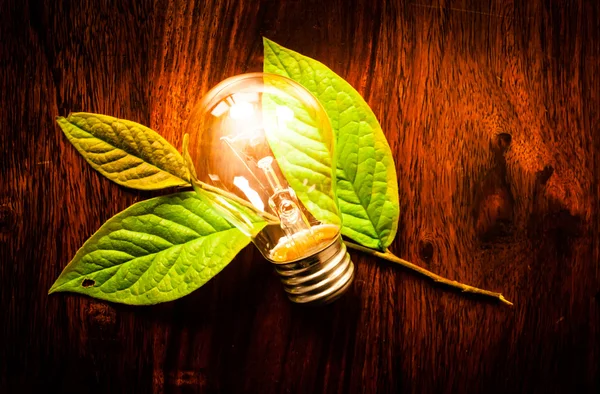 Light bulb on leafs — Stock Photo, Image