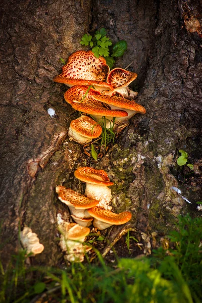 Fairytale mushrooms — Stock Photo, Image