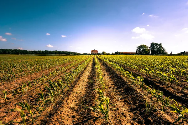 Colture agricole di campagna — Foto Stock