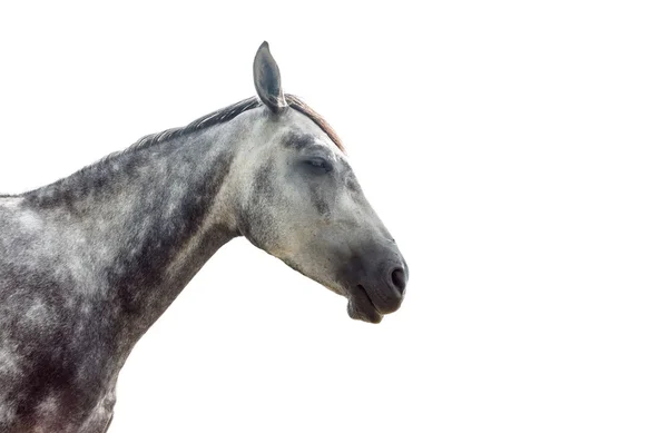 Grijze paard geïsoleerd — Stockfoto