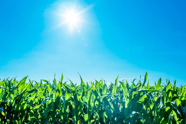 Zon over cornfield — Stockfoto