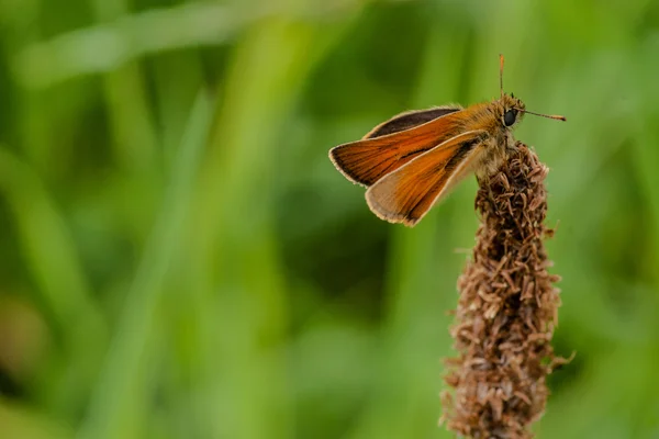 Venata moth — Stock Photo, Image