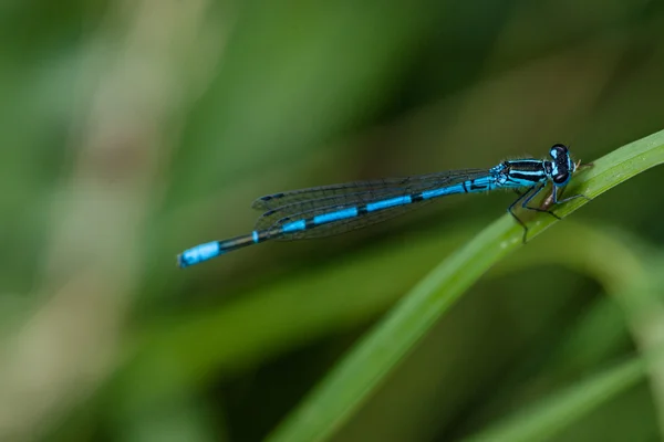 Blue damselfly — Stock Photo, Image