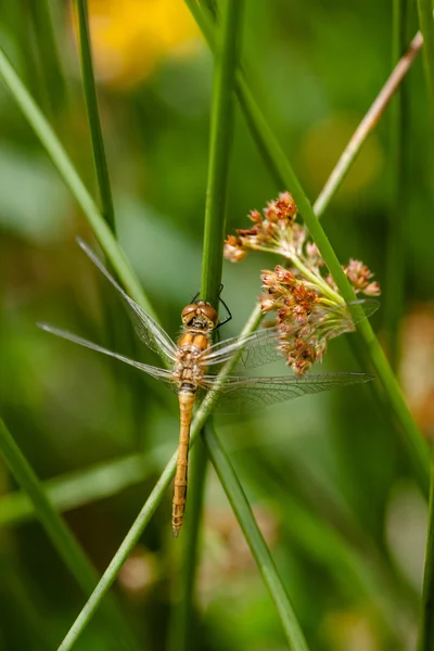 Damselfly amarelo — Fotografia de Stock