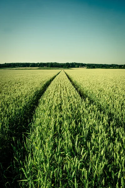 农业领域 — 图库照片
