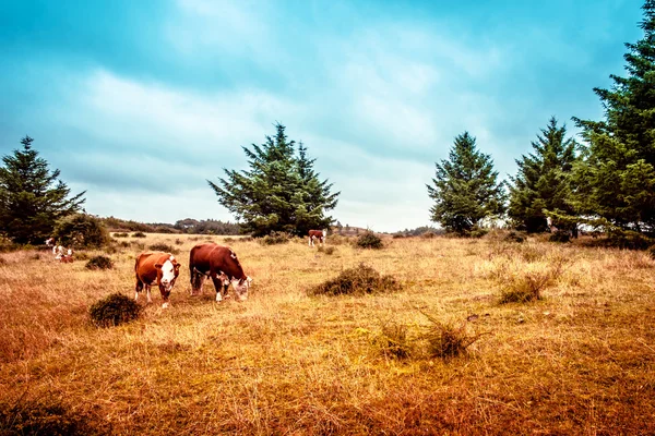 Hereford cattle — Stok fotoğraf