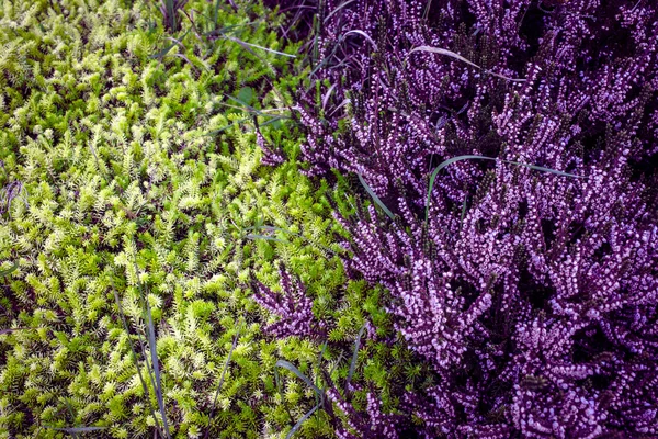 Фиолетовый хедж — стоковое фото