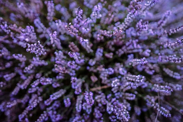 Фіолетовий Хізер — стокове фото