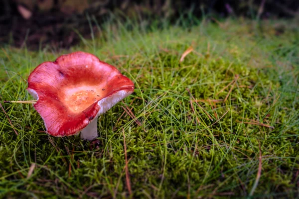 Červené houby — Stock fotografie