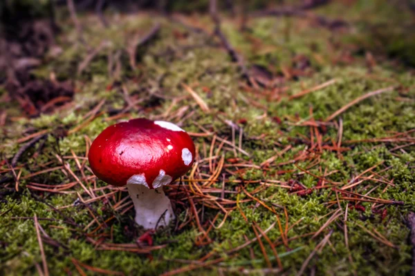 Fungo vermelho — Fotografia de Stock