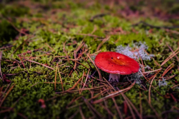 Red fungus — Stock Photo, Image