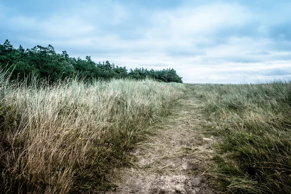 Straße in der Natur — Stockfoto