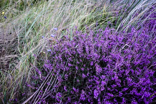 Фіолетовий Хізер — стокове фото