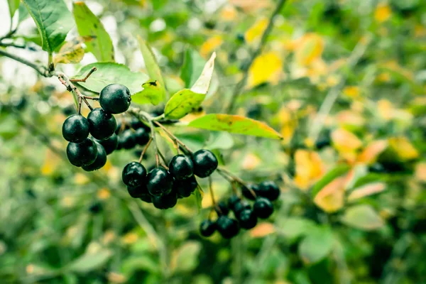 在大自然中的黑 melanocarpa — 图库照片