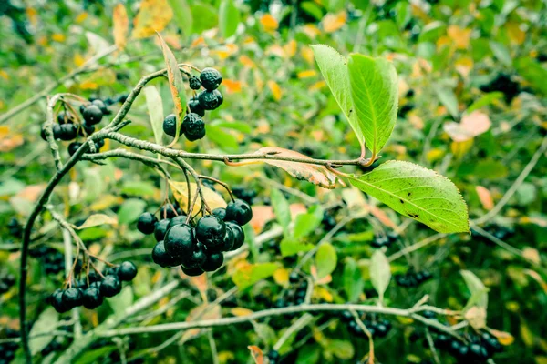 在大自然中的黑 melanocarpa — 图库照片