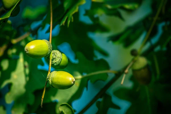 Acorn rijp — Stockfoto