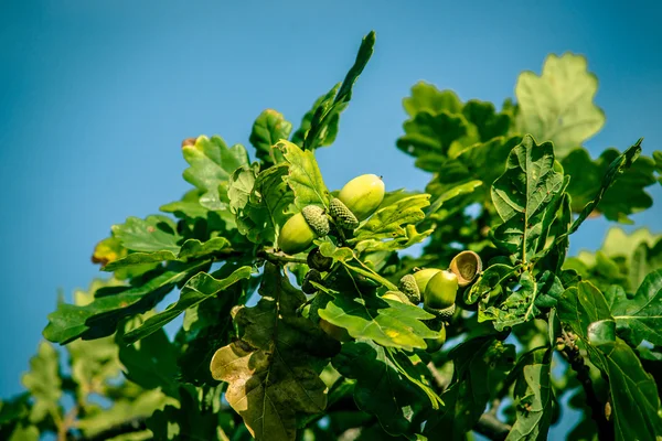 Acorn ripe — Stock Photo, Image
