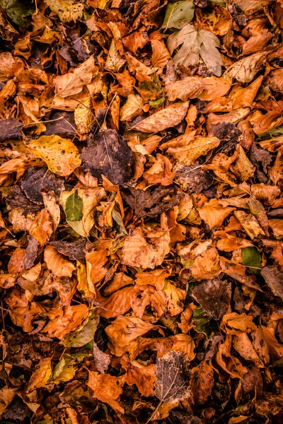 Folhas de Outono — Fotografia de Stock