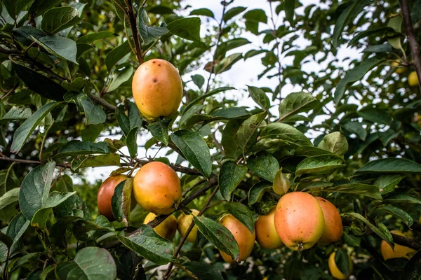 Höstens äpplen — Stockfoto