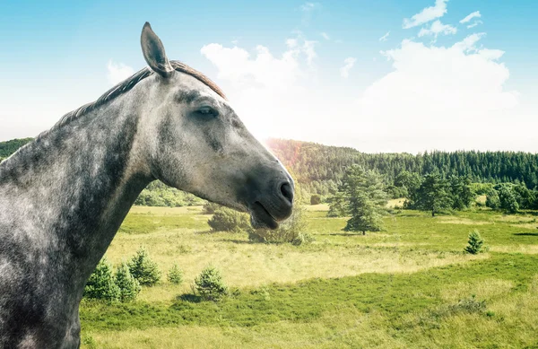 Grijze paard geïsoleerd — Stockfoto