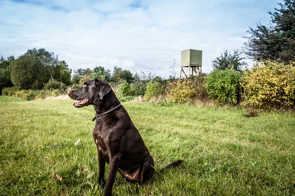 Köpek uyanık — Stok fotoğraf