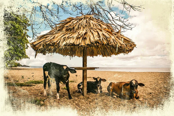 Mucche in vacanza — Foto Stock