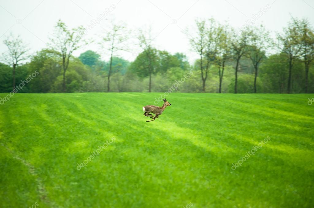 Running deer