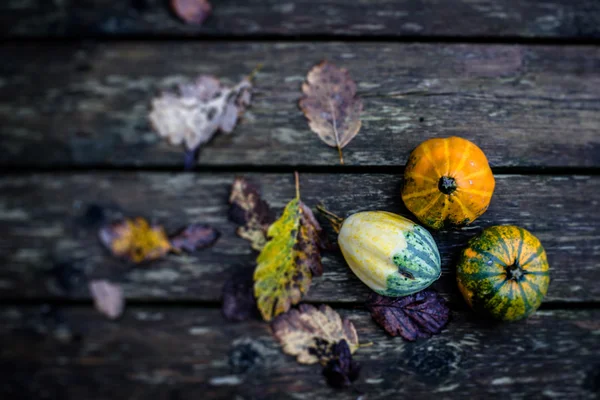 Citrouilles d'automne — Photo