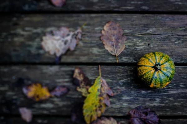 Podzimní dýňový — Stock fotografie