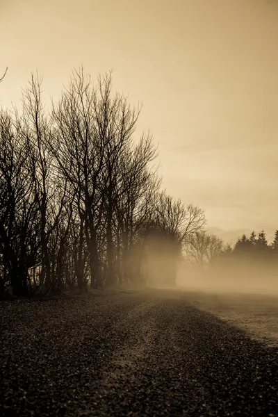 Morning mist — Stock Photo, Image