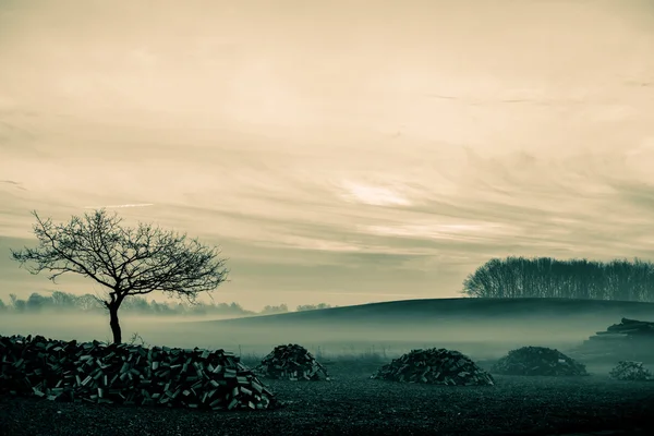 Mattina nebbia — Foto Stock