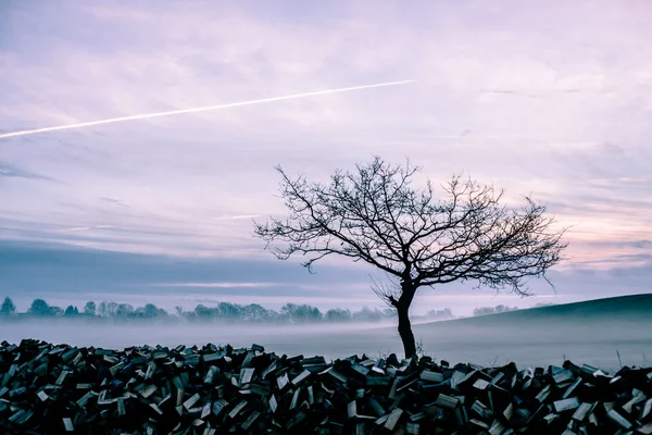 Mattina nebbia — Foto Stock