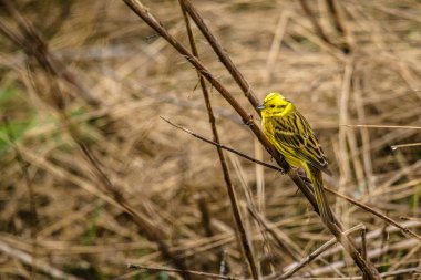 pipet bir alan üzerinde oturan yellowhammer