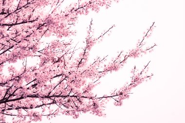 pembe kiraz çiçeği ağaç bahar