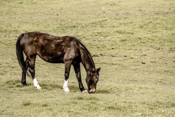 Horse grassing on a field — Stock Photo, Image