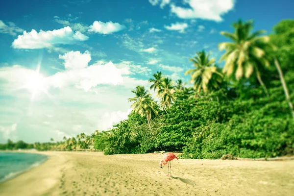 Yiyecek arayan bir flamingo ile tropikal plaj — Stok fotoğraf