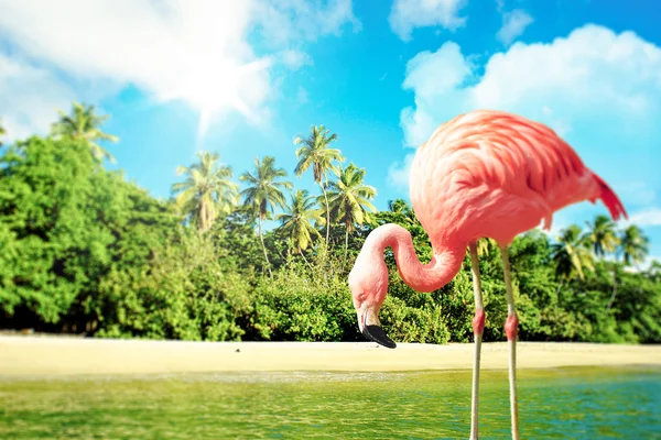 Fenicottero rosa in acqua su uno scenario tropicale — Foto Stock