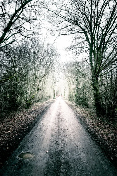 Long sentier boueux traversant la forêt — Photo