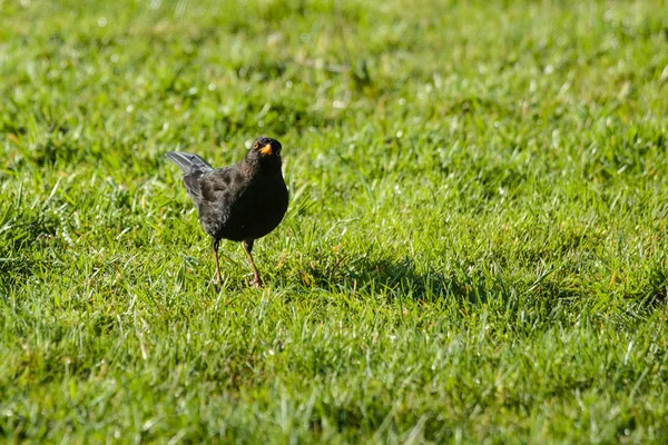 Blackbird su un prato a guardare nella fotocamera — Foto Stock